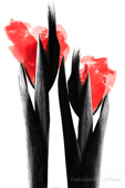 Meatflower