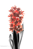 meat_flower