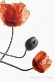 flor de carne