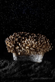 small mushrooms