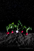 radish
