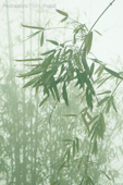 bamboo in fog