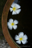 Frangipani Blueten