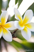 Frangipani Blume