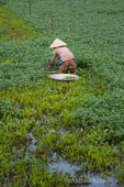 woman in rice field