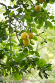 Zitronenbaum