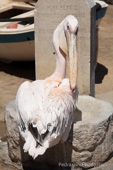 big bird