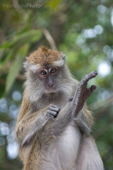 monkey yoga