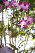 Orchideen