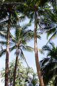 palm trees